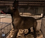 Small Photo #36 Belgian Malinois Puppy For Sale in HARKER HEIGHTS, TX, USA