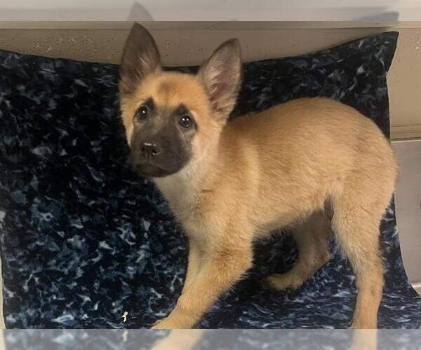 Medium Photo #1 Mutt Puppy For Sale in HESPERIA, CA, USA