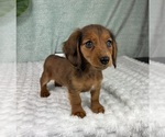 Small #6 Dachshund