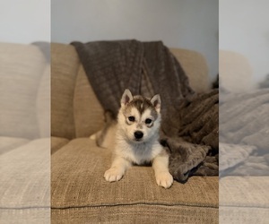 Medium Siberian Husky