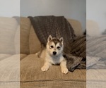 Puppy Wendys Siberian Husky