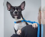 Small #3 Boston Terrier