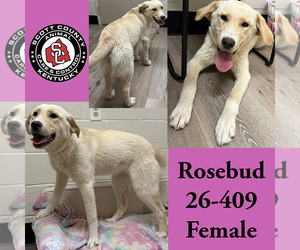 Labrador Retriever-Unknown Mix Dogs for adoption in Georgetown, KY, USA