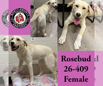 Small Labrador Retriever Mix