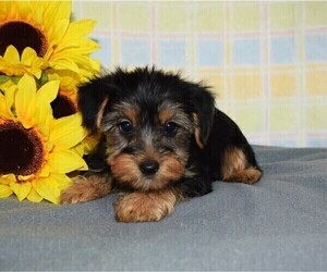 Yorkshire Terrier Puppy for sale in BARNESVILLE, KS, USA