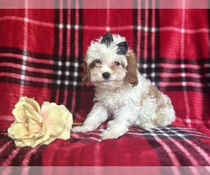 Cavapoo Puppy for sale in LAKELAND, FL, USA