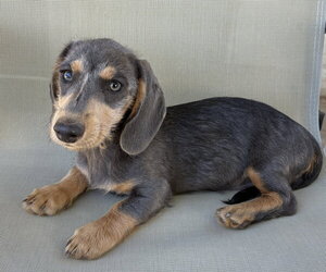 Dachshund Dogs for adoption in Hesperia, CA, USA