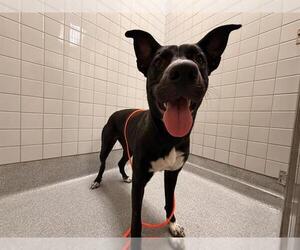 Mutt Dogs for adoption in Orange, CA, USA