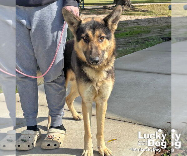 Medium Photo #1 German Shepherd Dog-Unknown Mix Puppy For Sale in Washington, DC, USA