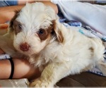 Image preview for Ad Listing. Nickname: Litter of 4