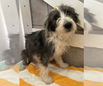 Small #1 Mutt