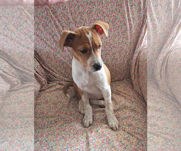 Medium Photo #6 Mutt Puppy For Sale in Holly Springs, NC, USA