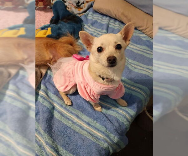 Medium Photo #1 Chihuahua-Unknown Mix Puppy For Sale in Modesto, CA, USA