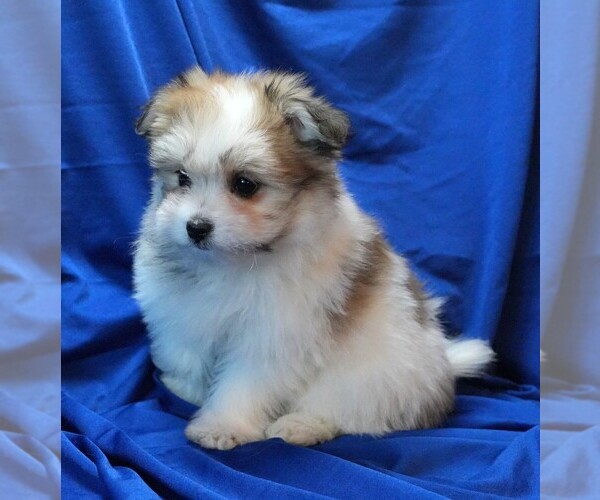 Medium Photo #6 Maltipom Puppy For Sale in ROCK VALLEY, IA, USA