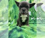 Small #3 French Bulldog