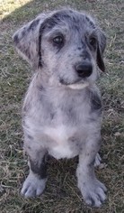 great dane and poodle mix puppies