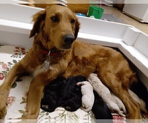 Mother of the Goldendoodle puppies born on 02/20/2022