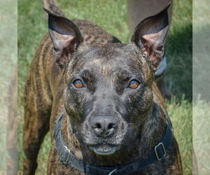 American Staffordshire Terrier-Boxer Mix Dogs for adoption in Huntley, IL, USA