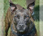 Small American Staffordshire Terrier-Boxer Mix