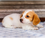 Small Photo #19 Dachshund Puppy For Sale in WAKARUSA, IN, USA