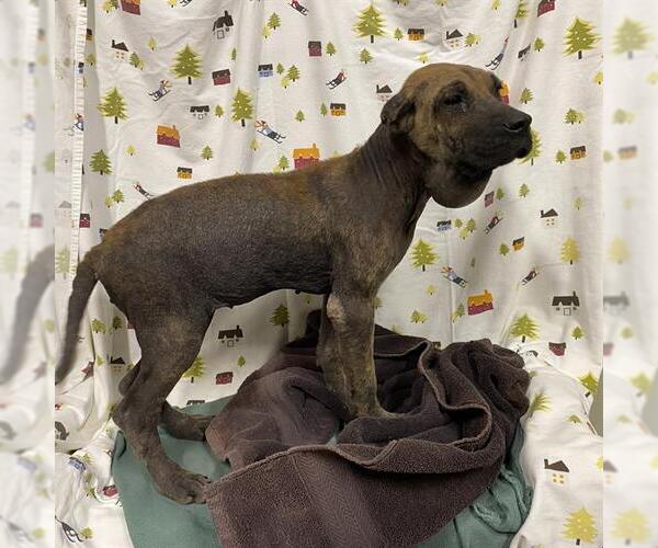 Medium Photo #1 Mutt Puppy For Sale in Modesto, CA, USA