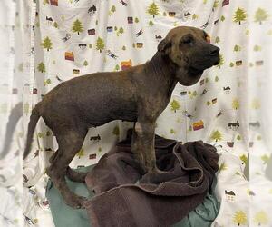 Mutt Dogs for adoption in Modesto, CA, USA