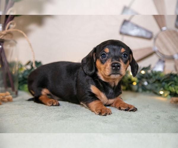 Medium Photo #11 Dachshund Puppy For Sale in NAPPANEE, IN, USA