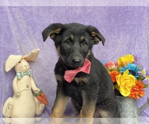 German Shepherd Dog Puppy for sale in LANCASTER, PA, USA