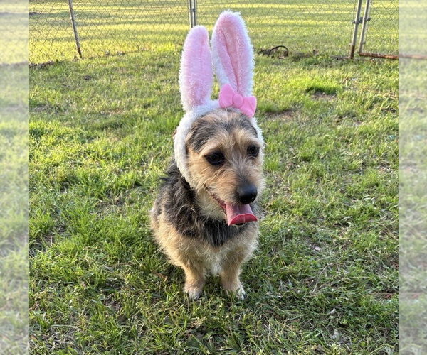 Medium Photo #1 Mutt Puppy For Sale in Boston, MA, USA