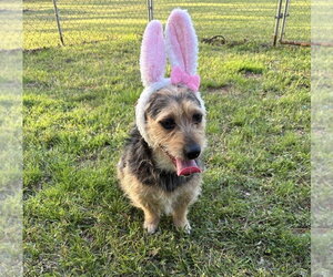 Mutt Dogs for adoption in Boston, MA, USA