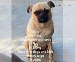Small #1 Pug Mix
