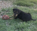 Litter of 5 - Male(s) and Female(s) Airedale TerrierLitter of Puppies for Sale - Photo #13