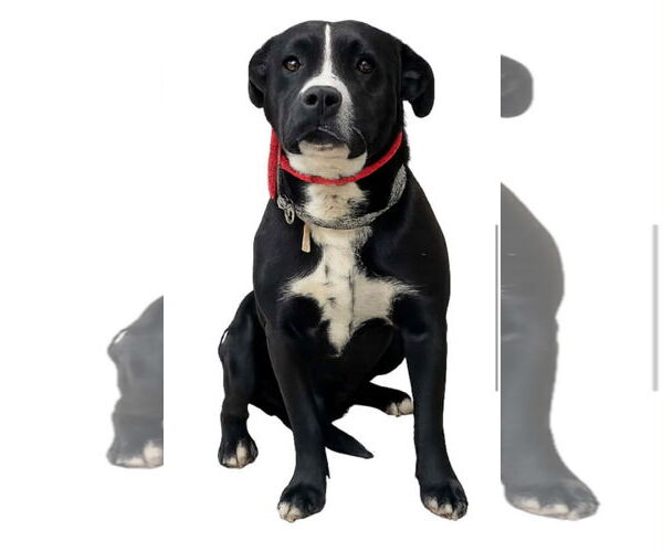 Medium Photo #1 American Pit Bull Terrier-Labrador Retriever Mix Puppy For Sale in Mouth Of Wilson, VA, USA