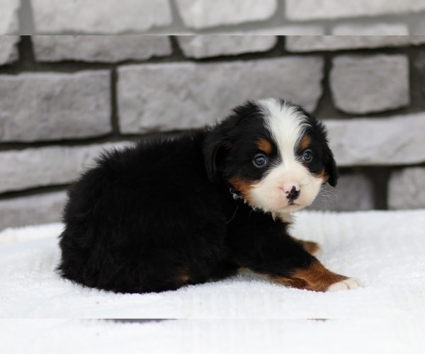 Medium Photo #6 Bernese Mountain Dog Puppy For Sale in FREDERICKSBURG, OH, USA