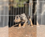 Small Photo #39 Catahoula Leopard Dog Puppy For Sale in BUSHNELL, IL, USA