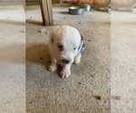 Puppy Puppy 9 Old English Sheepdog