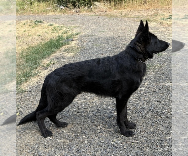 Medium Photo #1 German Shepherd Dog Puppy For Sale in FRUITLAND, WA, USA