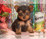Small Photo #8 Yorkshire Terrier Puppy For Sale in SAFFORD, AZ, USA