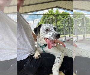American Pit Bull Terrier-Australian Shepherd Mix Dogs for adoption in Cromwell, KY, USA