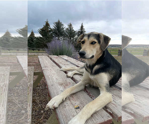 Medium Photo #11 Labsky Puppy For Sale in MIDWAY, UT, USA