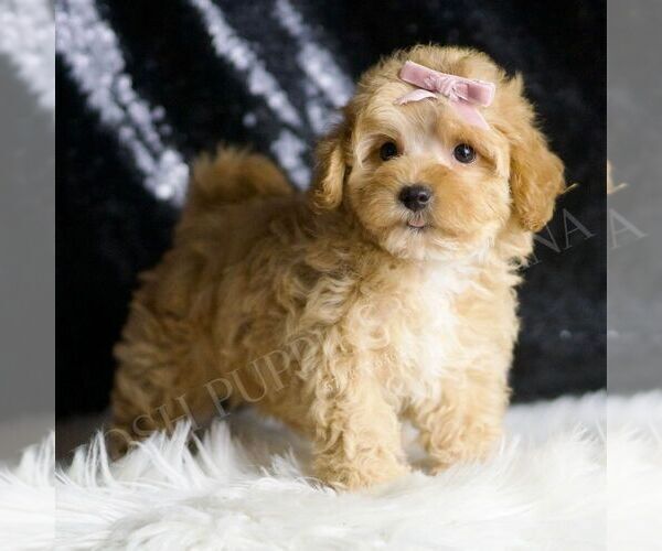Medium Photo #4 Maltipoo Puppy For Sale in WARSAW, IN, USA