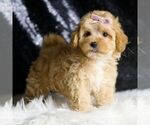 Small #3 Maltipoo