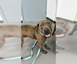 Small American Pit Bull Terrier Mix