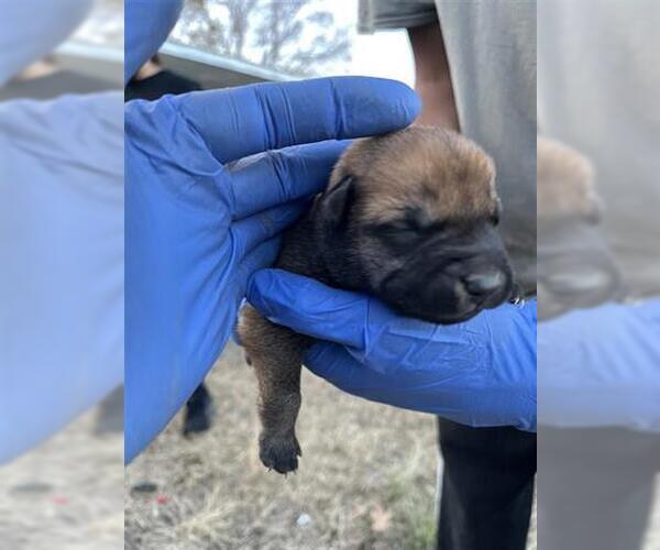 Medium Photo #1 Mutt Puppy For Sale in Houston, TX, USA