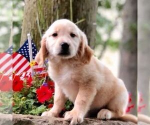 Golden Retriever Puppy for sale in DRY RUN, PA, USA