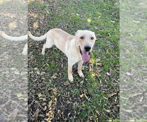 Medium Photo #7 Labrador Retriever-Unknown Mix Puppy For Sale in Osgood, IN, USA