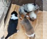 Puppy Lassie Collie