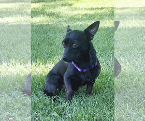 Chihuahua Dogs for adoption in Omaha, NE, USA