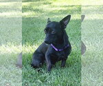 Small Chihuahua