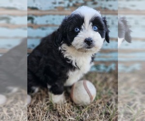 Aussie-Poo-Aussiedoodle Mix Puppy for sale in TAYLOR, TX, USA